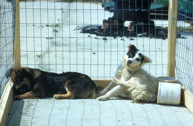 男子狂犬病发作死亡，被狗咬伤四个月后不幸离世