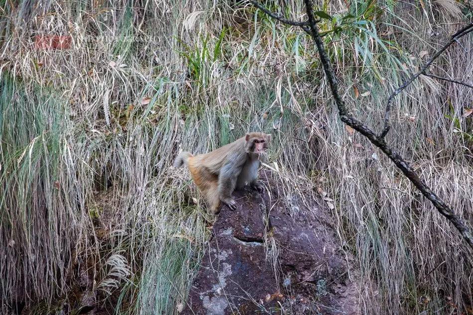 浙江野猴成群下山偷菜，数量超过50只