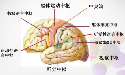 泪点低可能与大脑神经高度发达有关